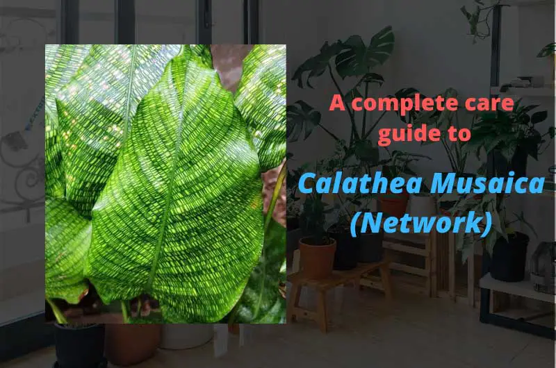 Calathea-Musaica-Network