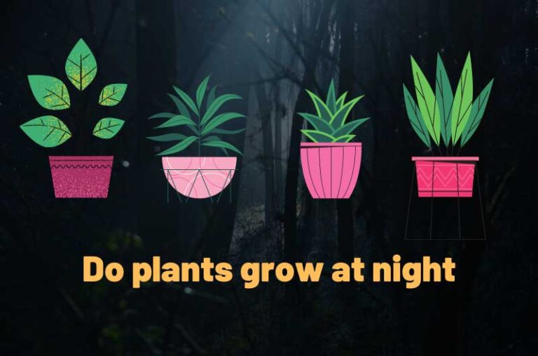 Do plants grow at night Impact of darkness on plant growth Gardener