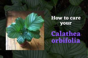 How to care for your Calathea orbifolia – A complete guide