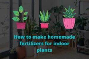 How to make homemade fertilizers for indoor plants