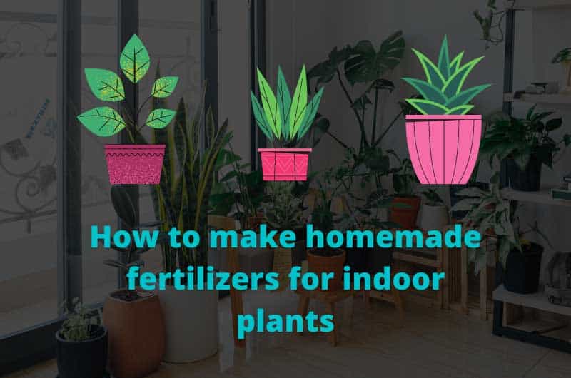 How-to-make-homemade-fertilizers-for-indoor-plants