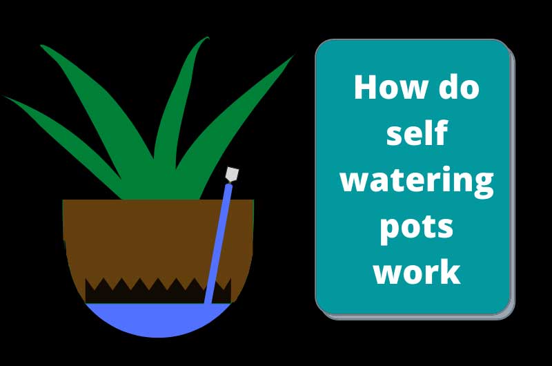 Featured image of post How Do Self Watering Pots Work : There is a water storage tank, usually at the bottom of the container, which you fill.