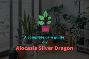 Alocasia Silver Dragon Care- Alocasia baginda silver dragon