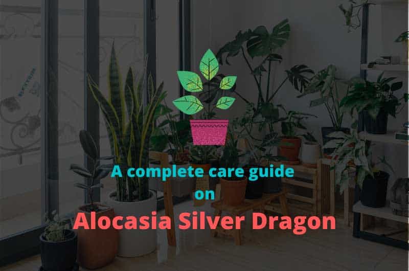 A-complete-care-guide-on-Alocasia-Silver-Dragon