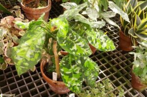 Aglaonema pictum tricolor plant care guide