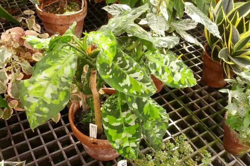 Aglaonema_pictum_tricolor