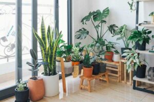 How to water indoor plants while on vacation