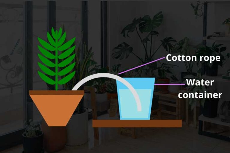How to water indoor plants while on vacation Gardener's point