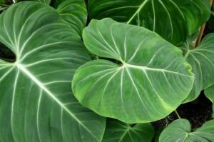 Philodendron gloriosum – Super easy indoor plant to take care of