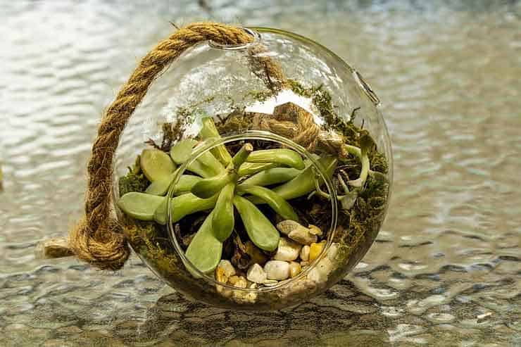 terrarium_pebble_garden