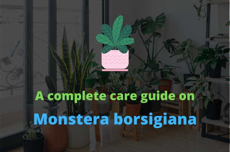 A Complete Care Guide On Monstera Borsigiana Gardener S Point