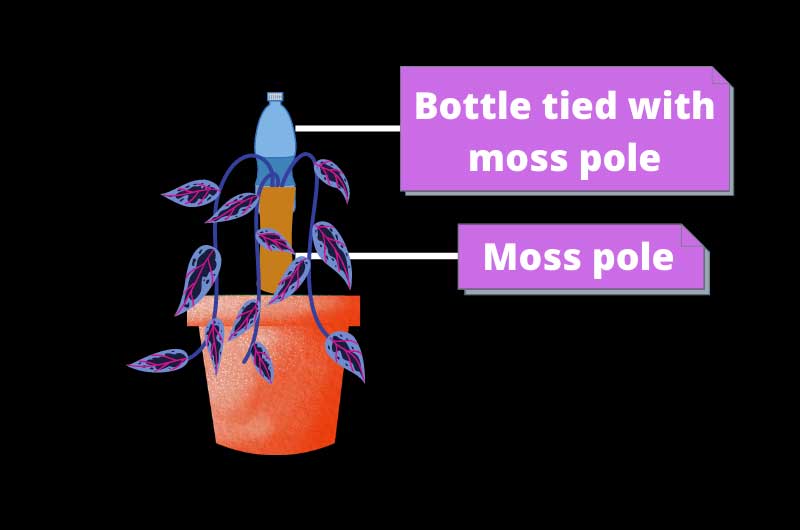 How-to-keep-moss-pole-moist