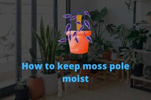 How to keep moss pole moist- My secret strategy