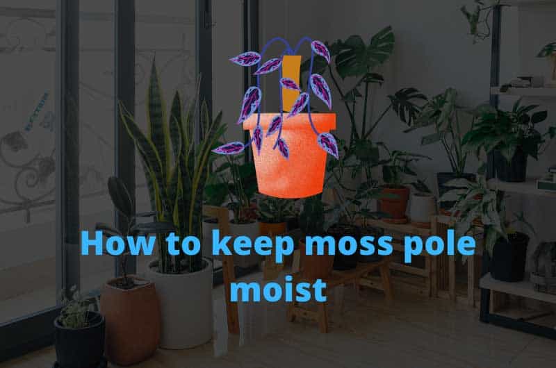 How-to-keep-moss-pole-moist