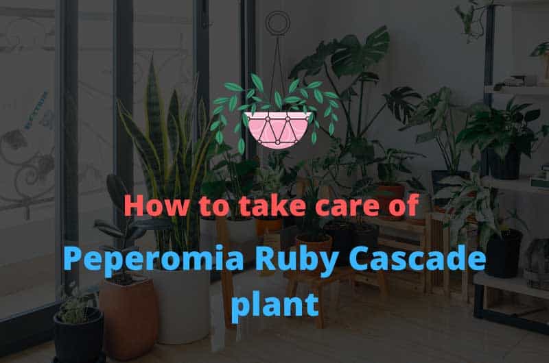 How-to-take-care-of-Peperomia-Ruby-Cascade