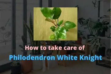 Philodendron White Knight An Easy To Grow Philodendron Gardener S Point