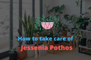 Care guide to Jessenia Pothos – Epipremnum aureum ‘Jessenia’