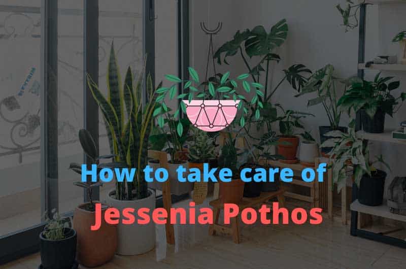 Jessenia-Pothos-care-guide