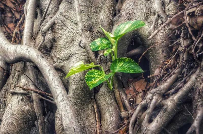 Why-is-Golden-pothos-called-Devil's-Ivy