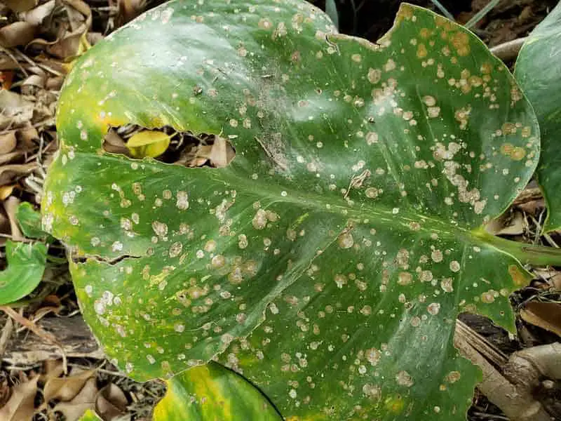 golden_pothos_leaves_turning_black