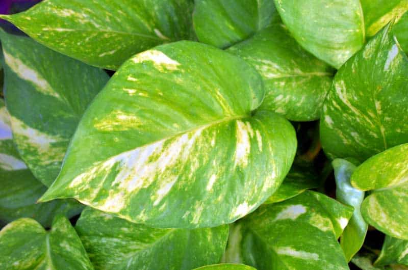 why_are_my_Golden_pothos_leaves_turning_black