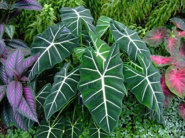 alocasia-frydek