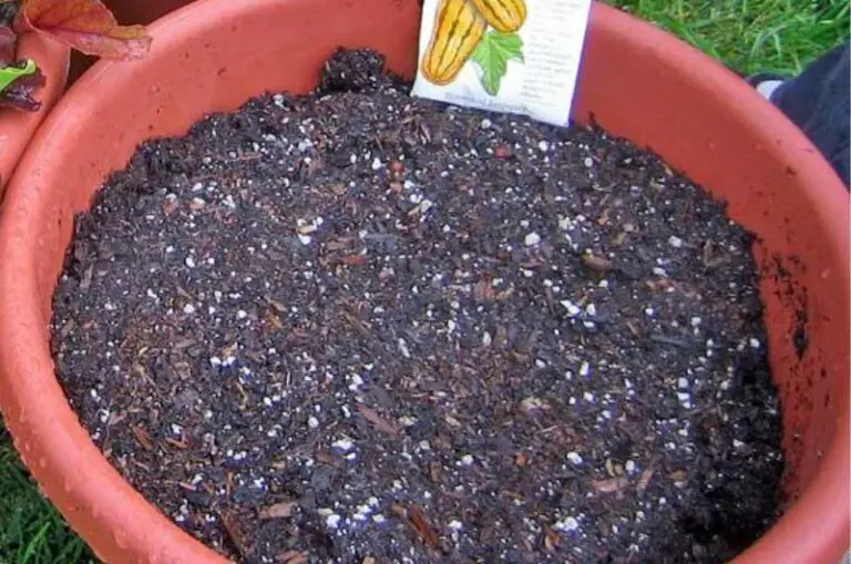 How to make potting soil for indoor plants Gardener's point