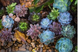 Indoor pebble garden ideas – DIY Indoor pebble gardens