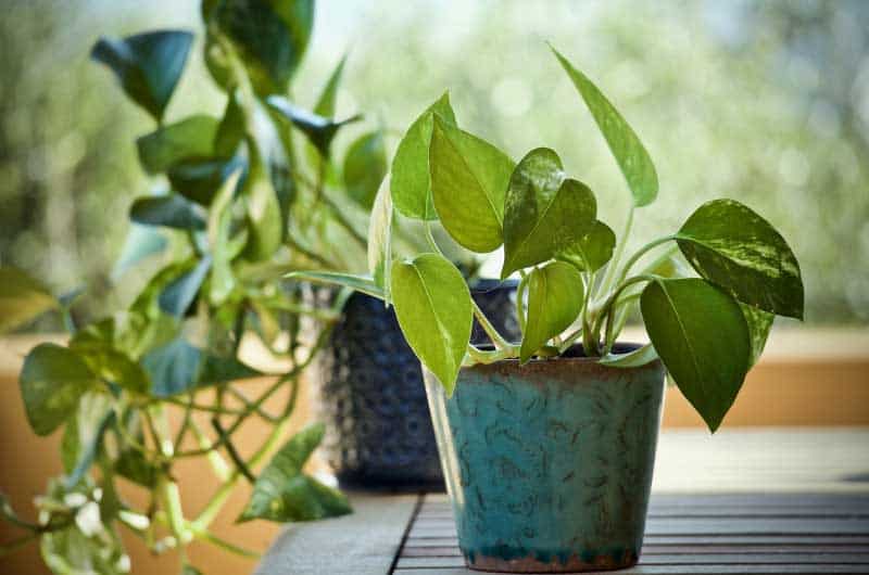 Why-is-Golden-pothos-called-Devil's-Ivy