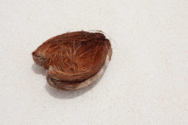 coconut-husk