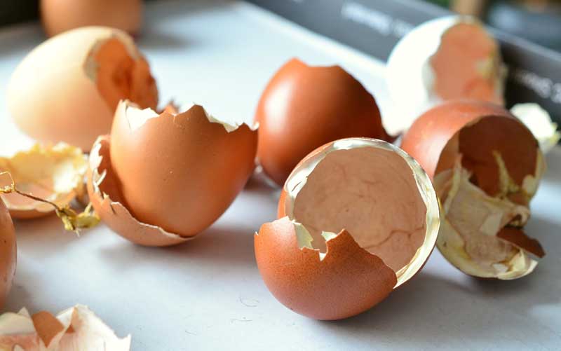 egg-shells-homemade-fertilizers