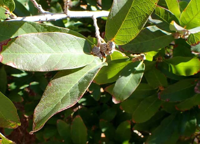 mexican-white-oak-leaves