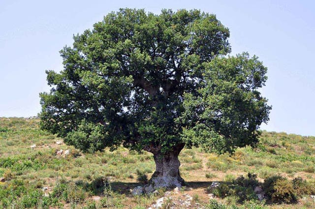 mexican-white-oak