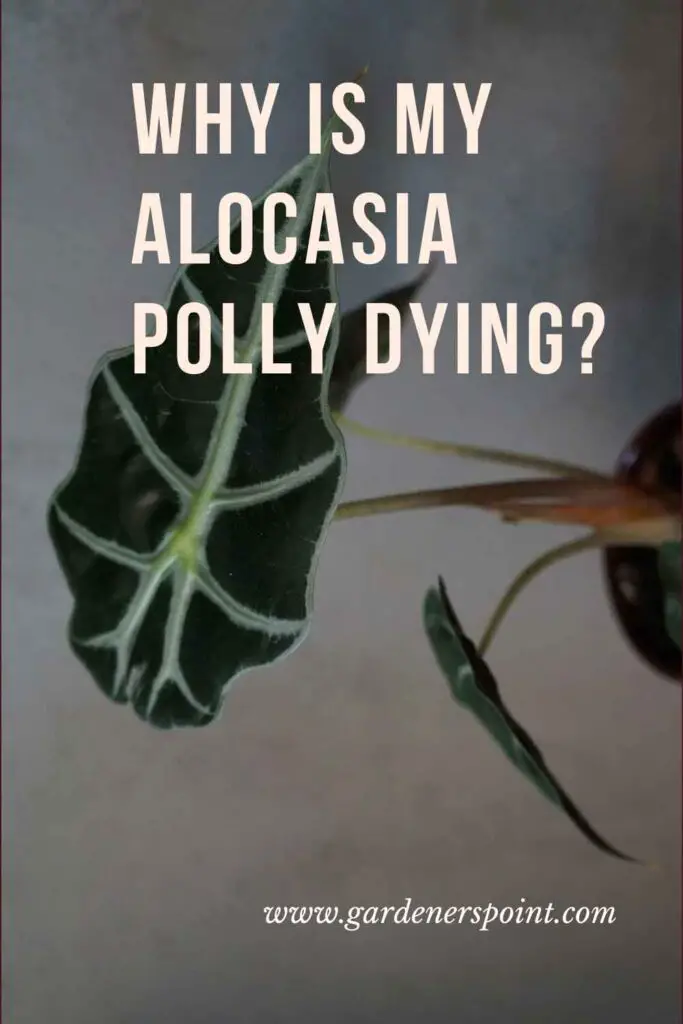 alocasia_polly_dying