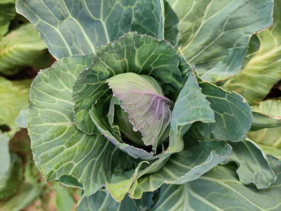 cabbage-leaves-turning-purple