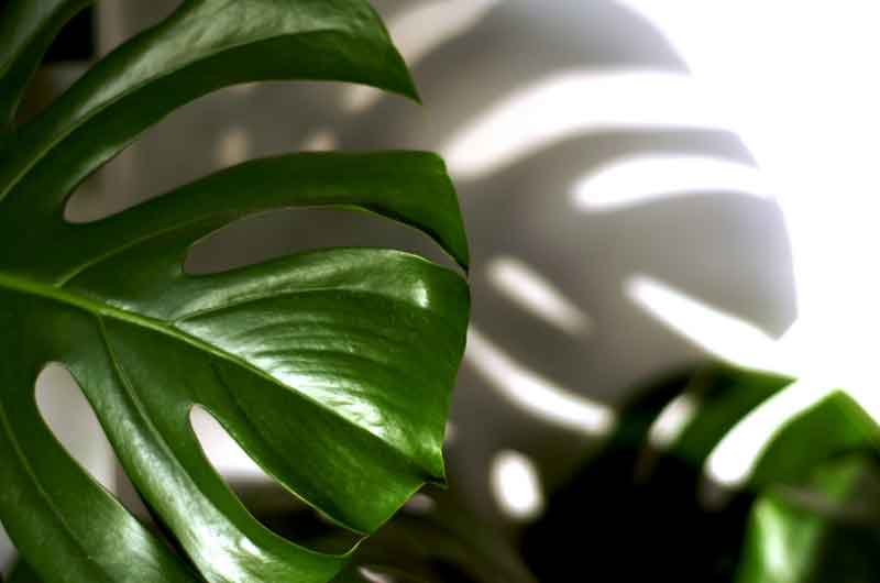 Do-Philodendrons-like-to-be-misted