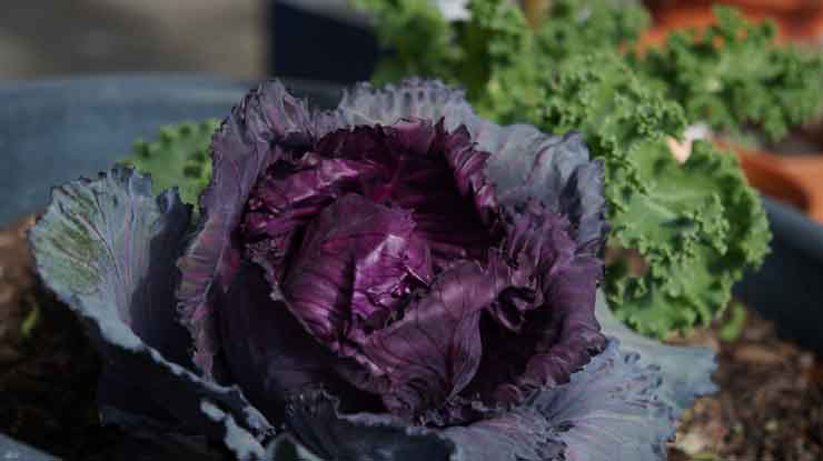 red-cabbage