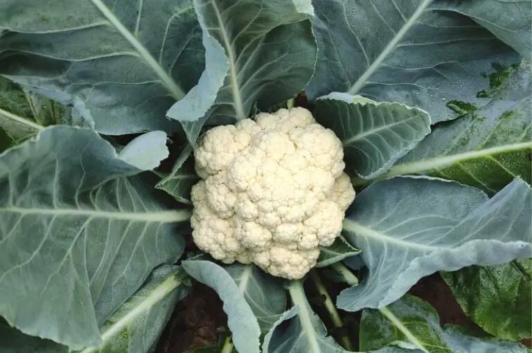 Why my cauliflower leaves are turning yellow? Gardener's point