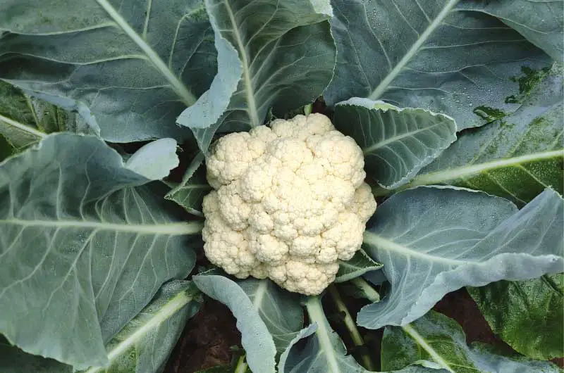 why-are-my-cauliflower-leaves-turning-yellow