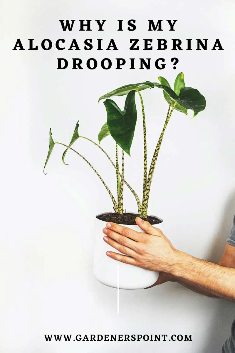 alocasia-zebrina-drooping-