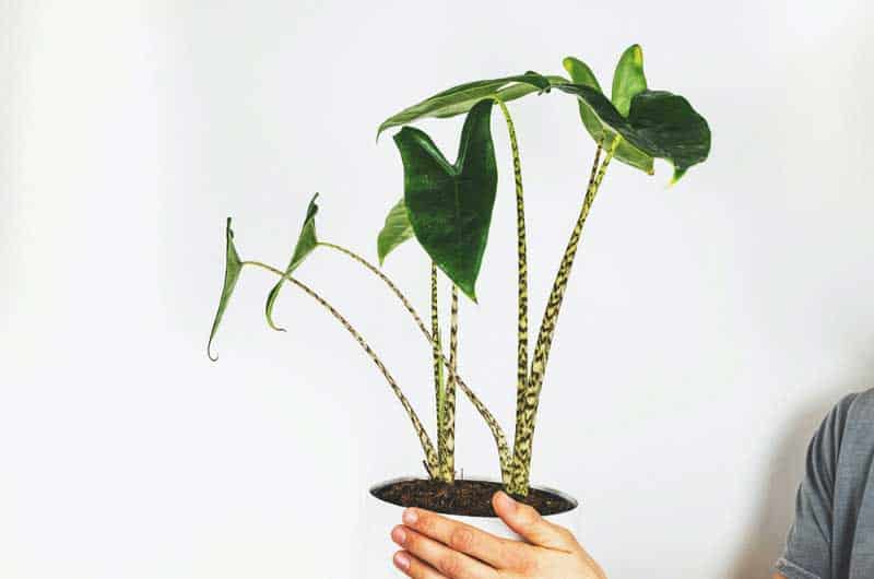 alocasia-zebrina-drooping