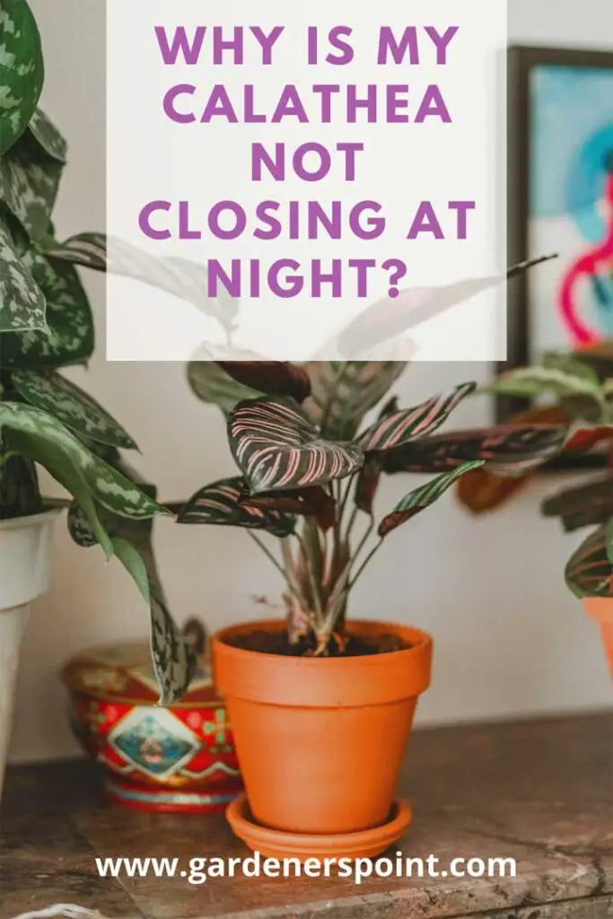 why-is-my-calathea-not-closing-at-night