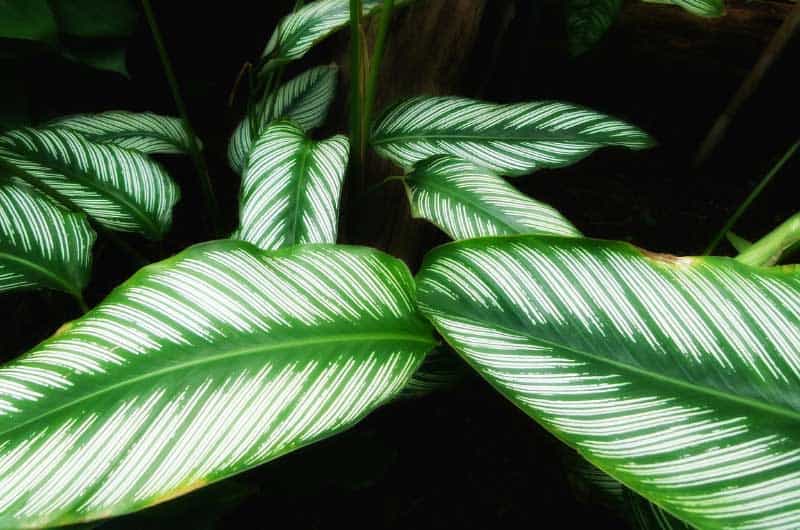 why-is-my-calathea-not-closing-at-night