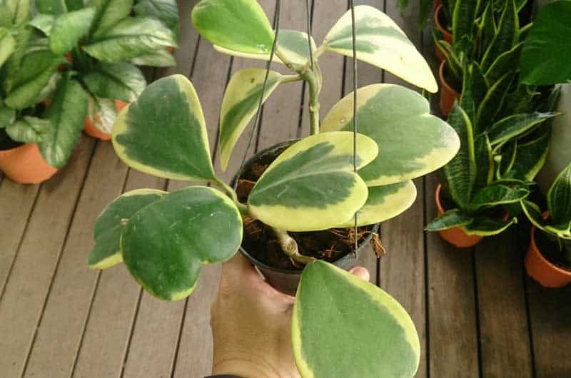 Why Is My Hoya Kerrii Not Growing Causes And Solutions Gardener S Point