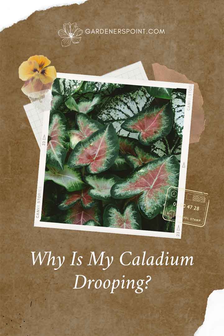 why-is-my-caladium-drooping