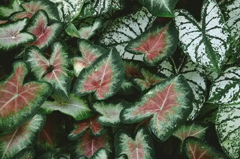 why-is-my-caladium-not-growing