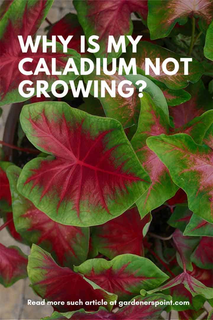 why-is-my-caladium-not-growing
