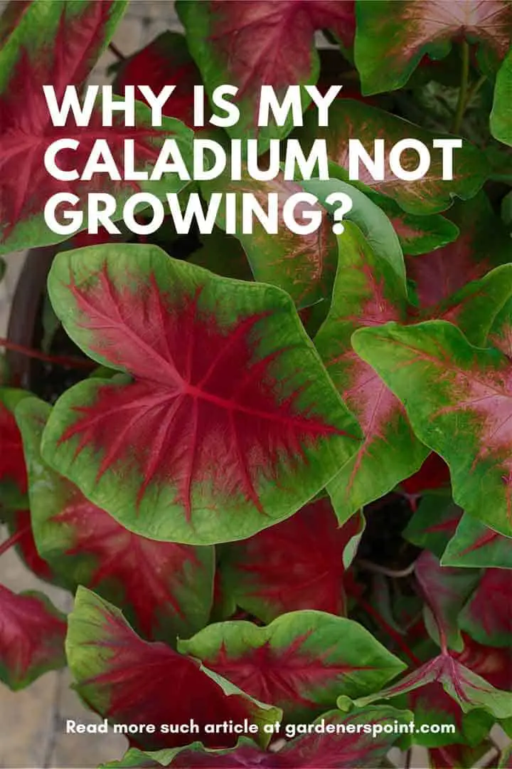 why-is-my-caladium-not-growing