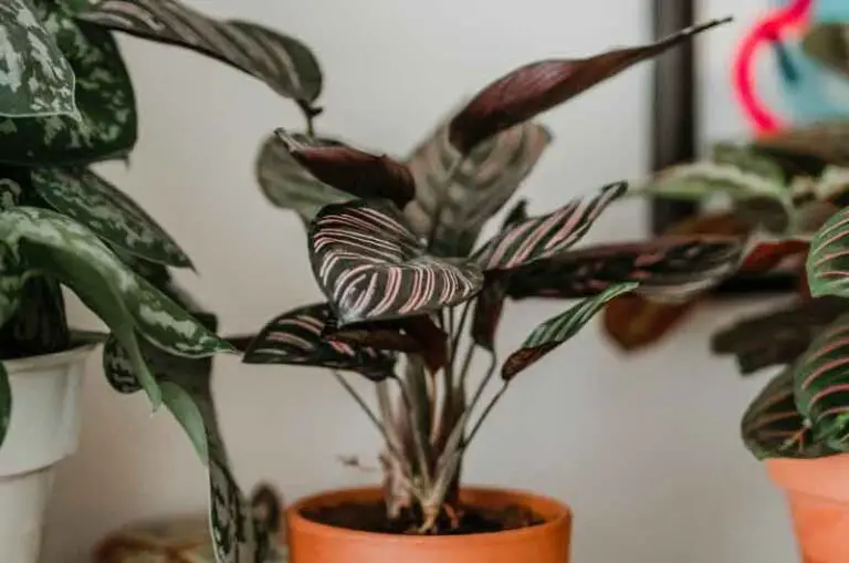 Why Is My Caladium Drooping? (6 Different Causes and Their Solutions
