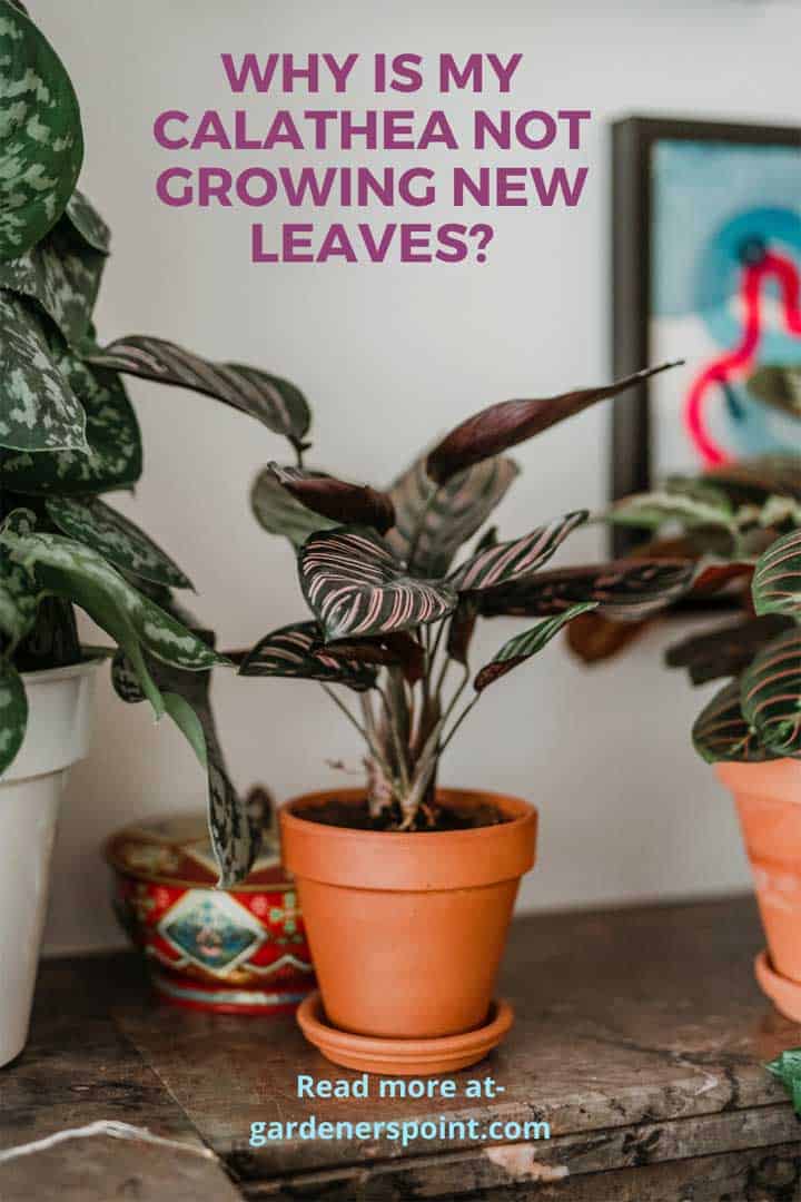 why-is-my-calathea-not-growing-new-leaves